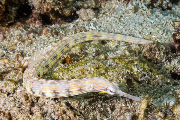 Reeftop Pipefish