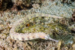 Reeftop Pipefish
