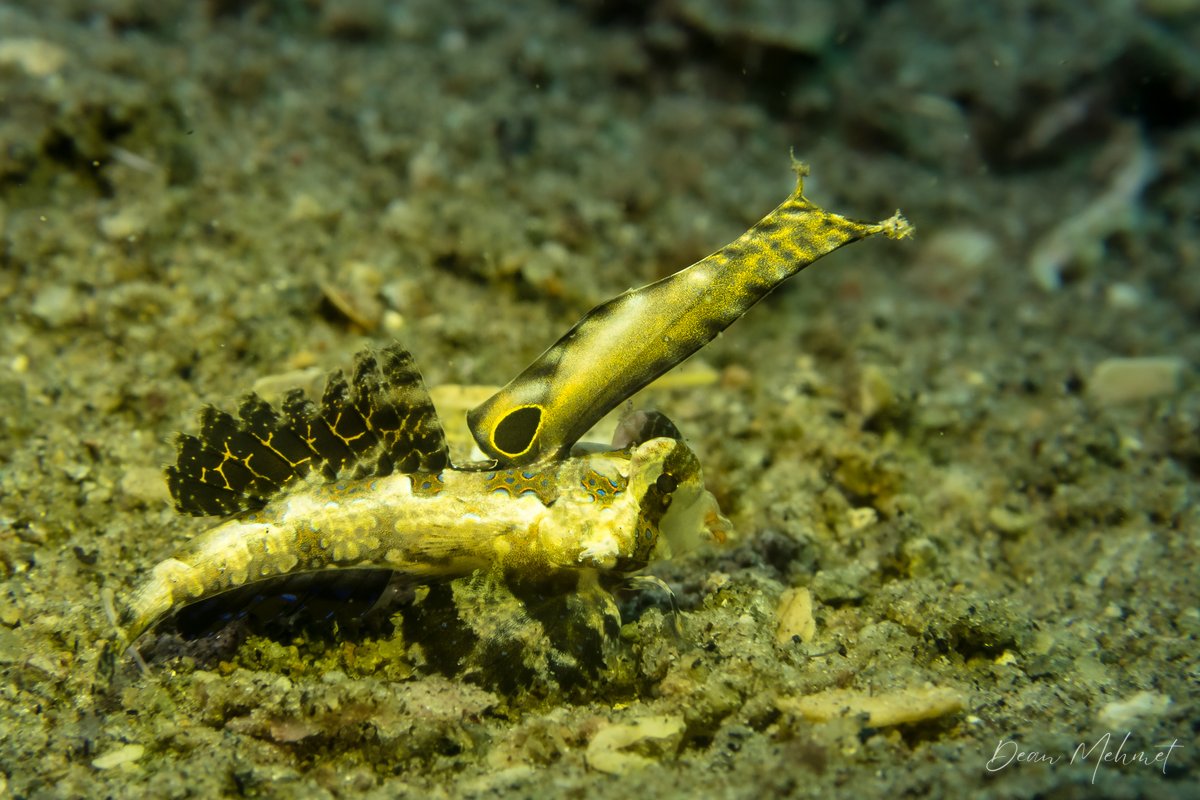 Orange and Black Dragonet