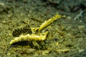 Orange and Black Dragonet representative species