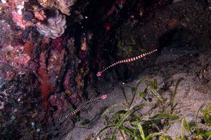 Banded Pipefish