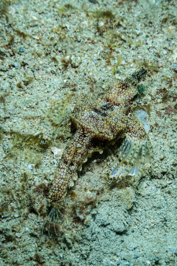 Little Dragonfish