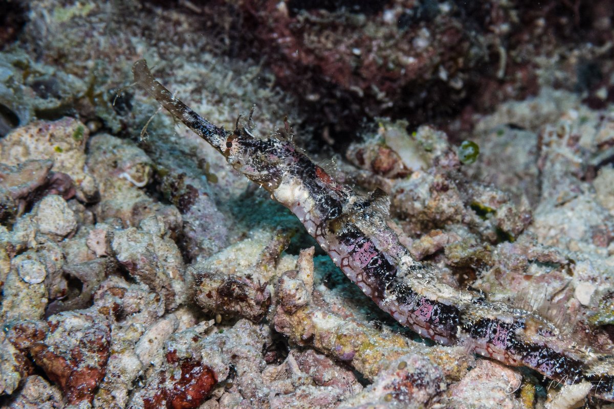 Winged pipefish hero image