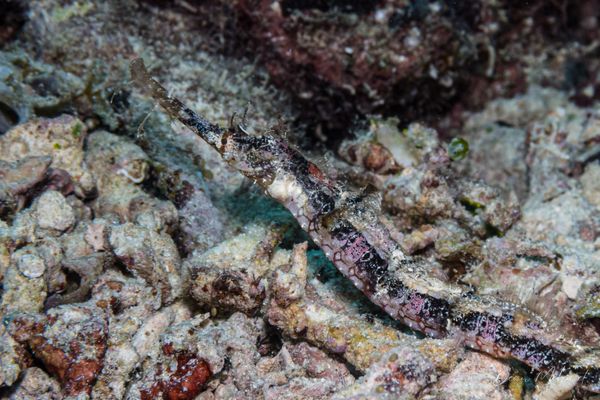 Winged pipefish