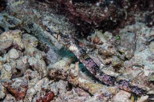 Winged pipefish