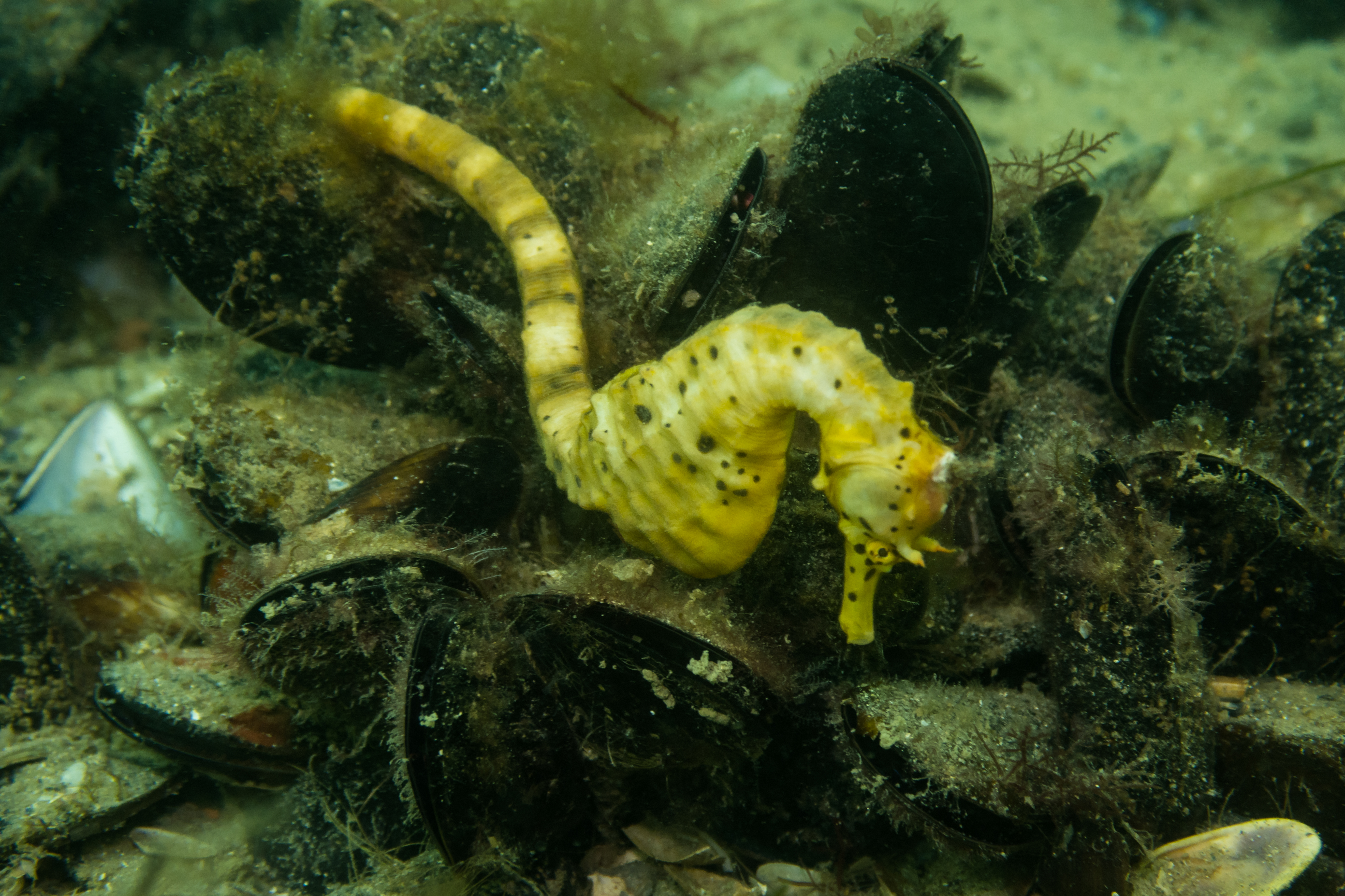 Bigbelly Seahorse