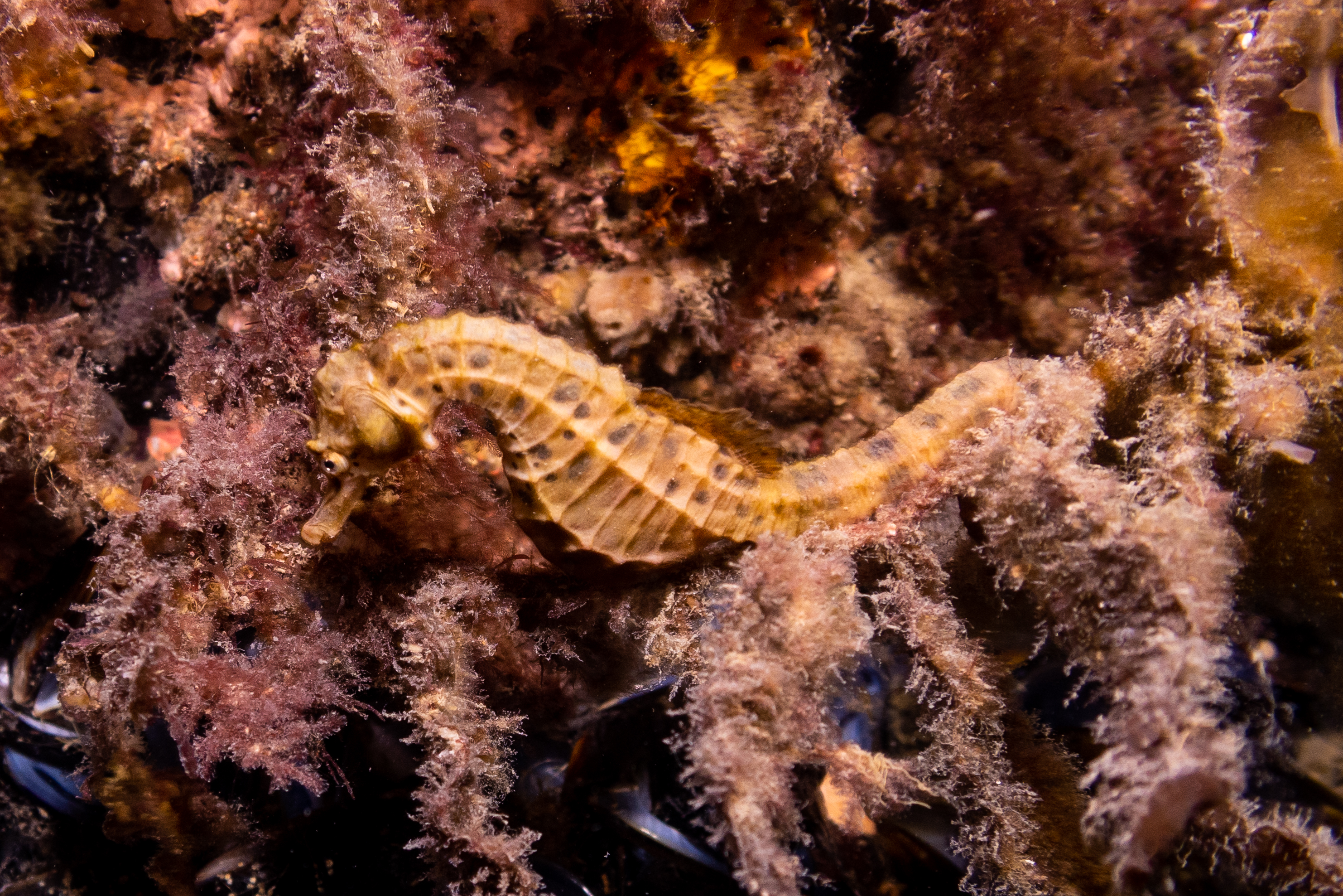 Bigbelly Seahorse