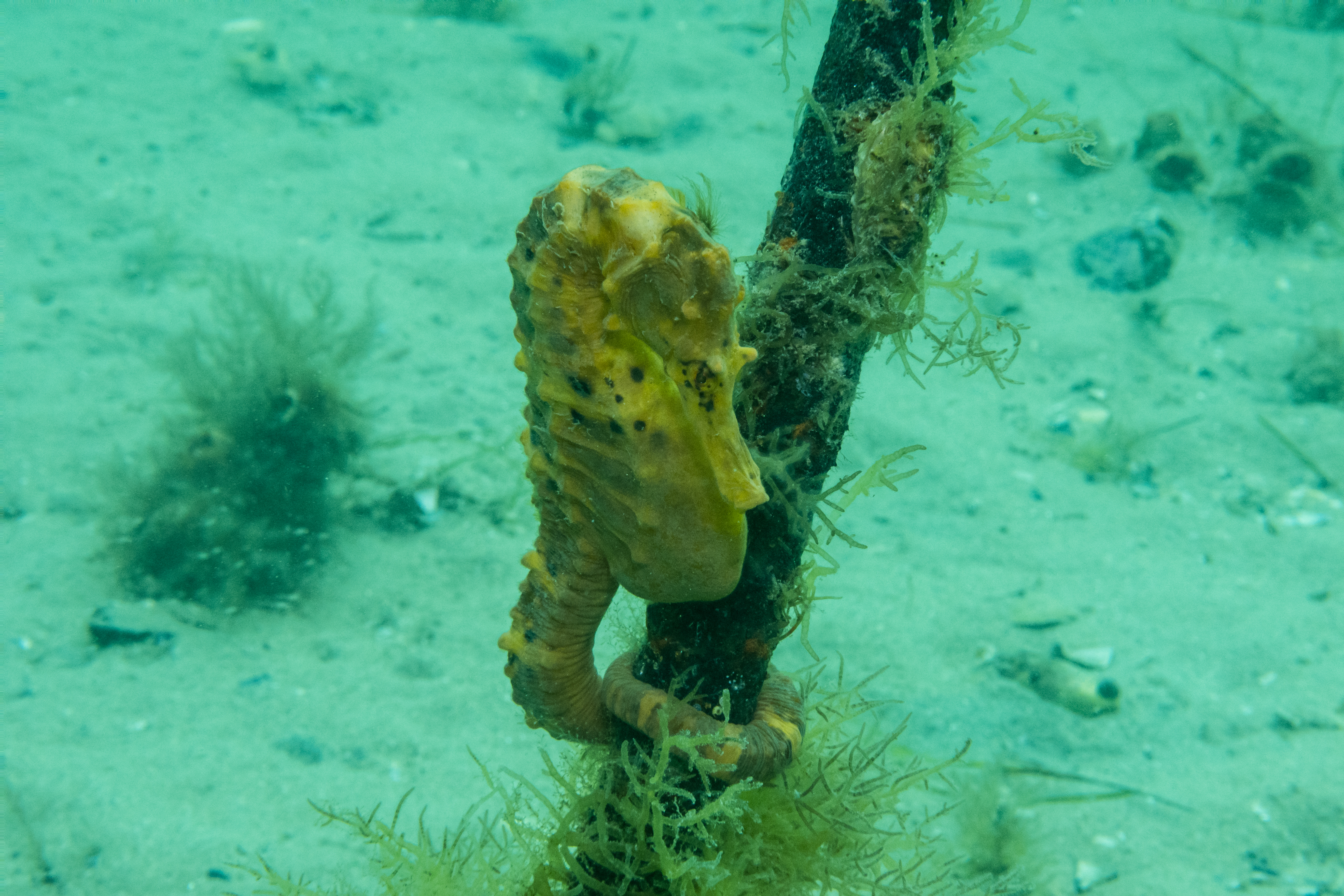 Bigbelly Seahorse