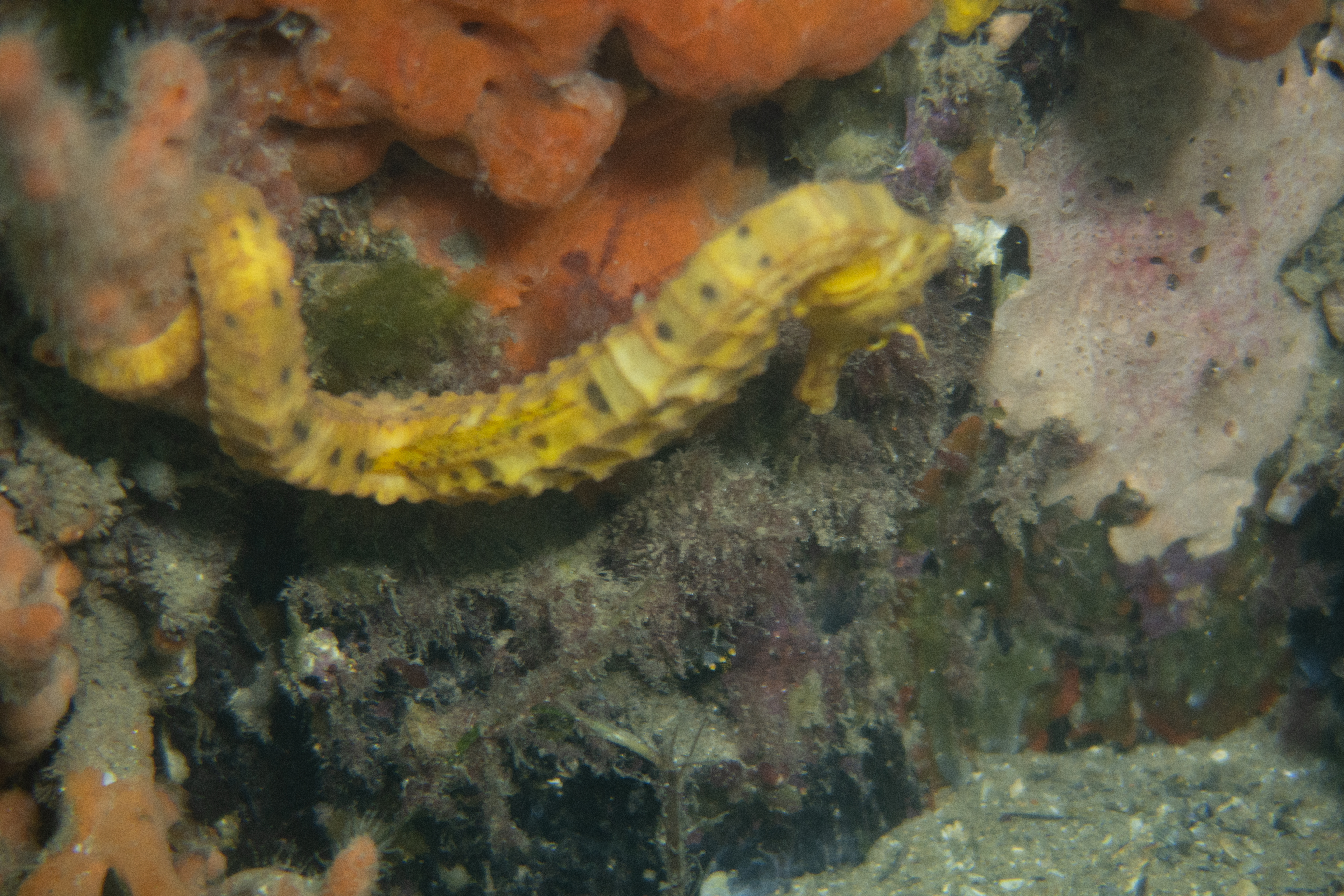Bigbelly Seahorse