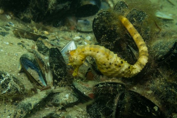 Bigbelly Seahorse - Photo 2