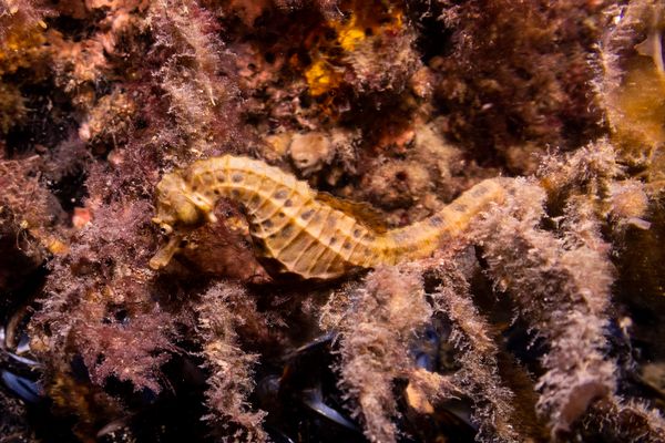 Bigbelly Seahorse - Photo 3
