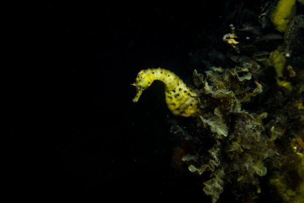 Bigbelly Seahorse - Photo 4