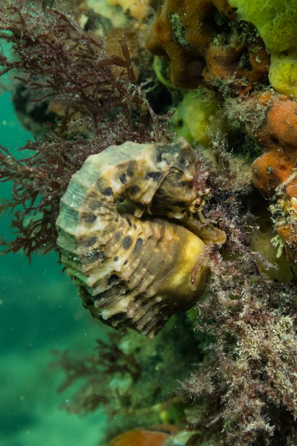 Bigbelly Seahorse - Photo 5