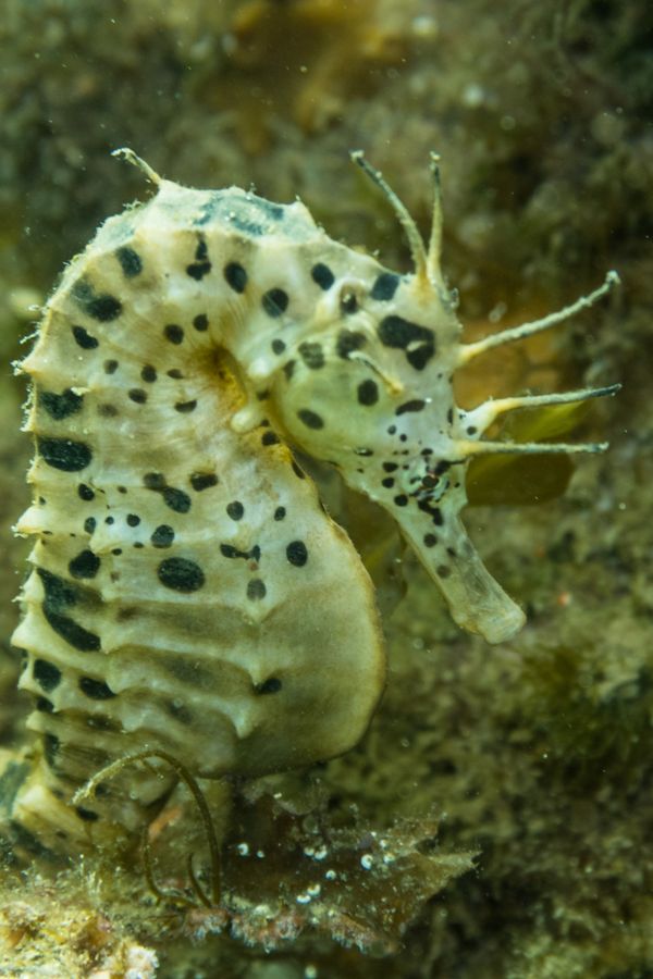 Bigbelly Seahorse - Photo 7