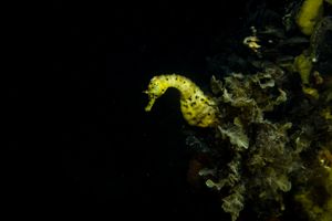 Bigbelly Seahorse
