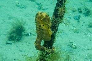 Unknown Location dive