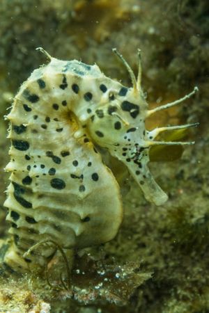 Bigbelly Seahorse