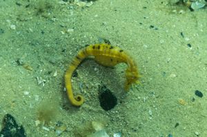 Bigbelly Seahorse