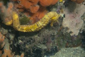 Pot-bellied Seahorse