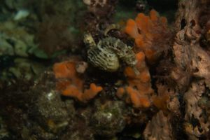 Bigbelly Seahorse