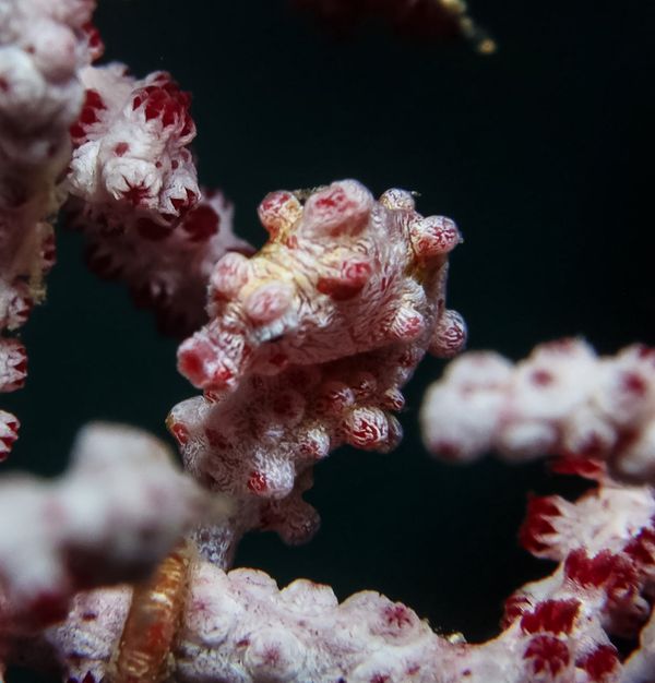 Pygmy Seahorse - Photo 2