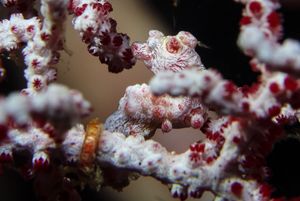 Pygmy and Seahorses