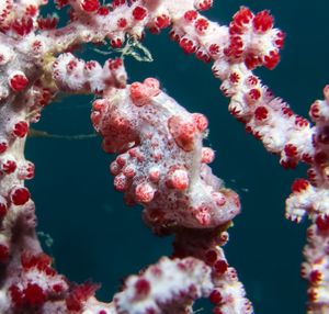 Pygmy Seahorse