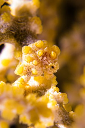 Pygmy Seahorse