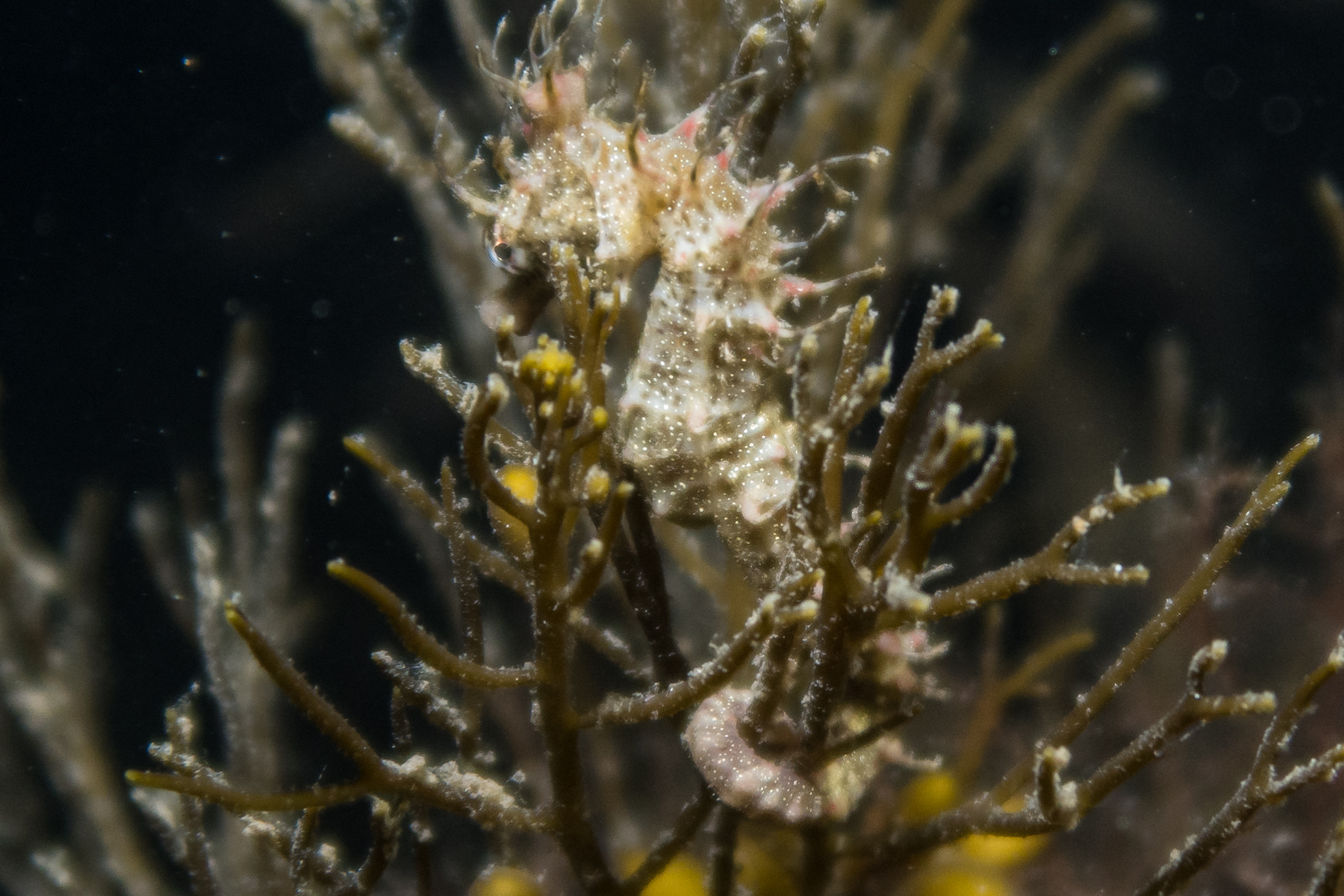 Shorthead Seahorse