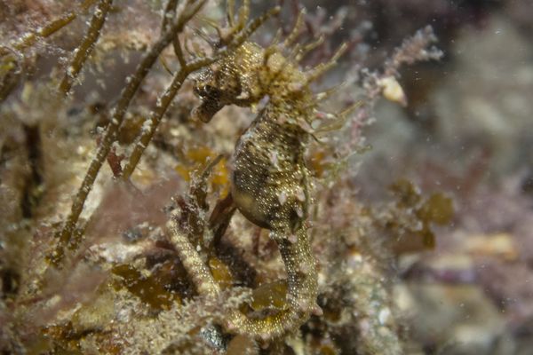 Shorthead Seahorse - Edithburgh Jetty - Undated - Dive 0