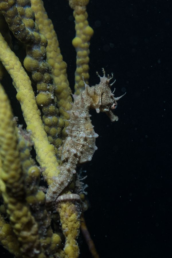 Shorthead Seahorse - Edithburgh Jetty - Undated - Dive 0