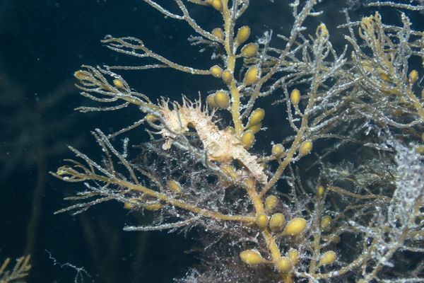 Shorthead Seahorse - Edithburgh Jetty - Undated - Dive 0