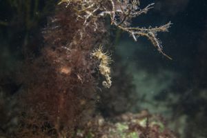 Shorthead Seahorse from Whyalla Trip - June 2023