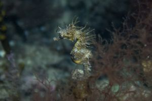 Shorthead Seahorse from Whyalla Trip - June 2023
