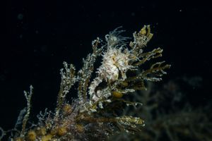 Shorthead Seahorse