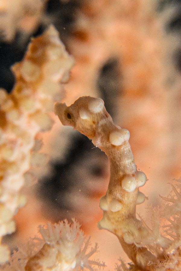 Denise's Pygmy Seahorse