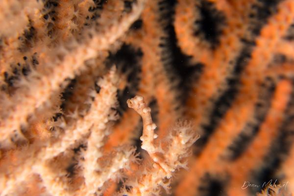 Denise's Pygmy Seahorse