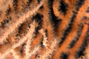 Denise's Pygmy Seahorse