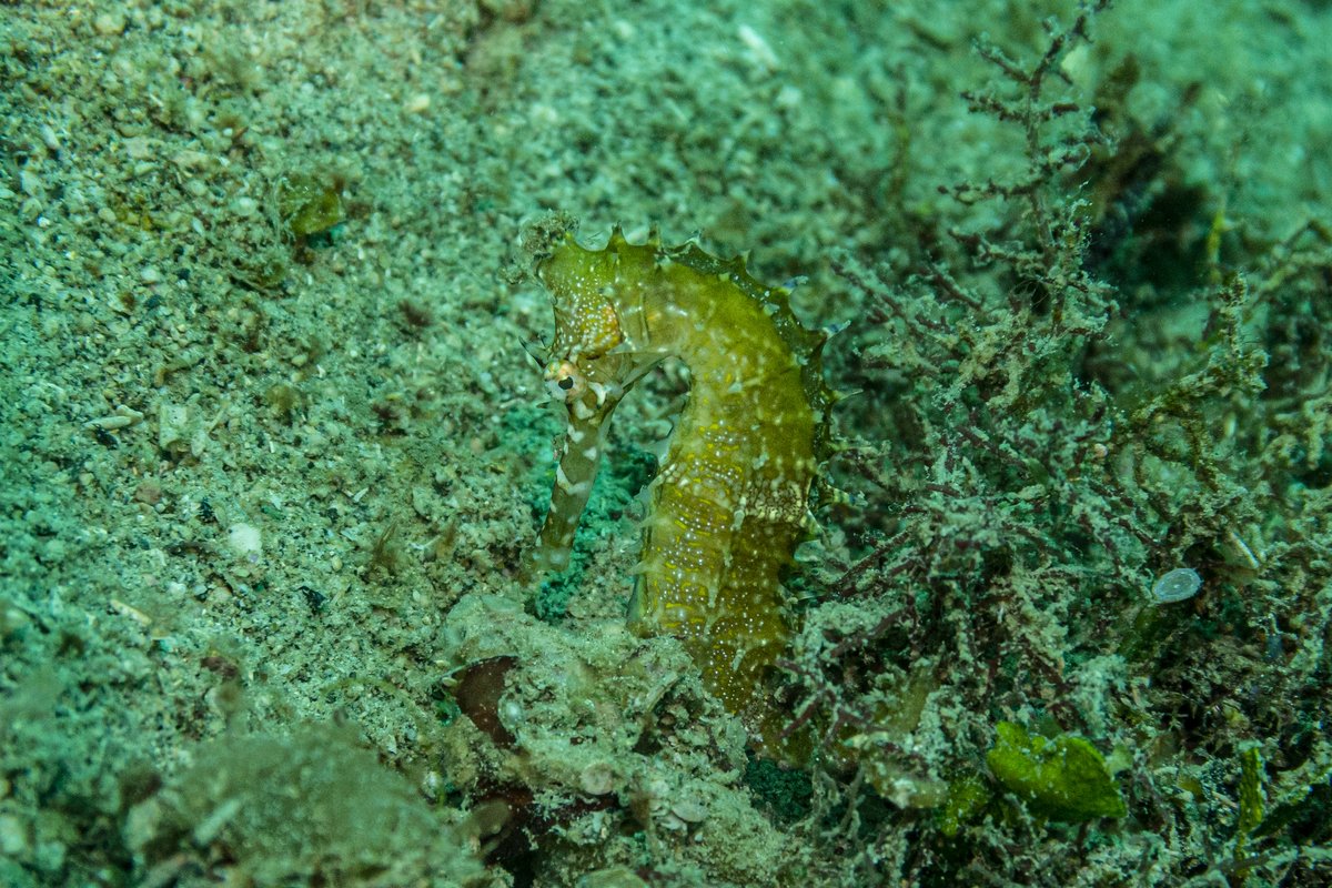 Spiny Seahorse hero image