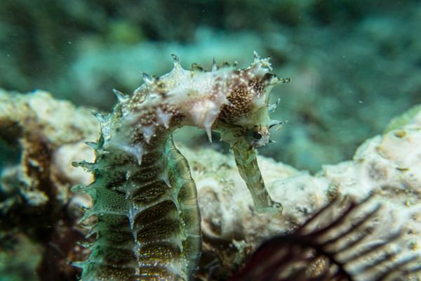 Spiny Seahorse