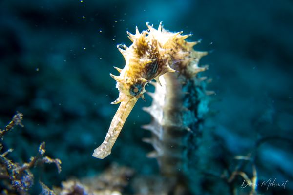 Spiny Seahorse