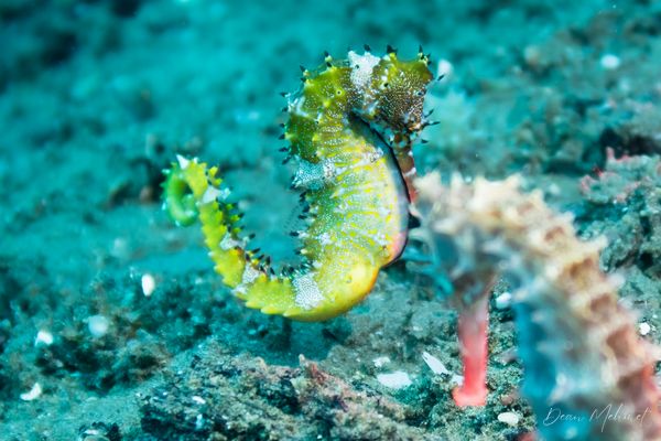 Spiny Seahorse