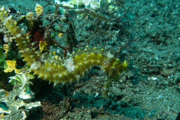 Spiny Seahorse