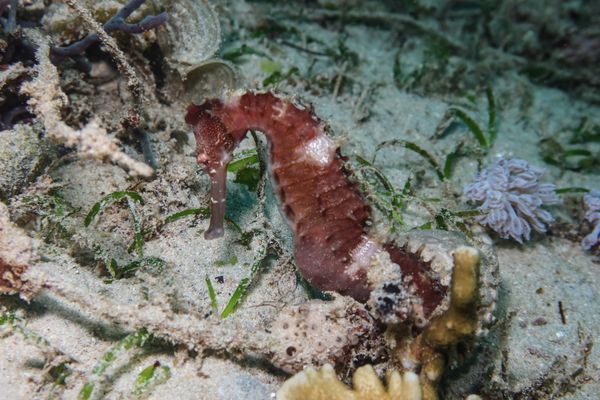 Spiny Seahorse - Puerto Galera - 9 June 2025 - Dive 0