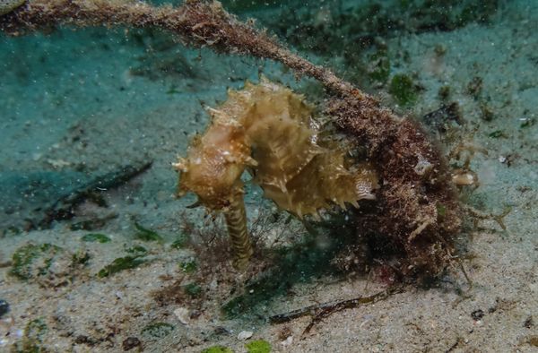 Spiny Seahorse - Puerto Galera - 9 June 2025 - Dive 0