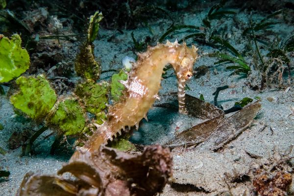Spiny Seahorse - Puerto Galera - 10 June 2025 - Dive 3