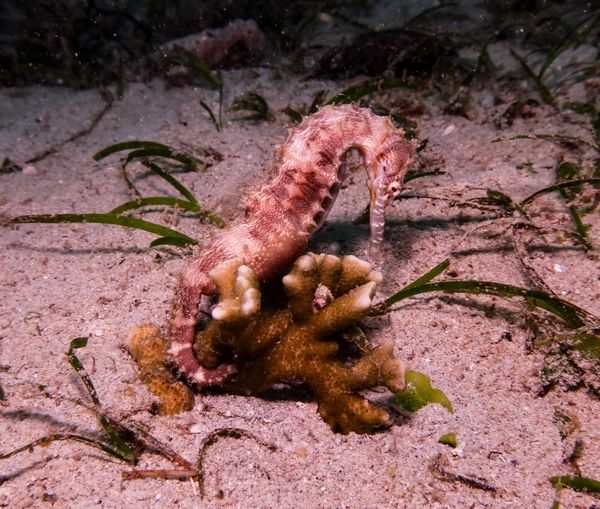 Spiny Seahorse - Puerto Galera - 10 June 2025 - Dive 3