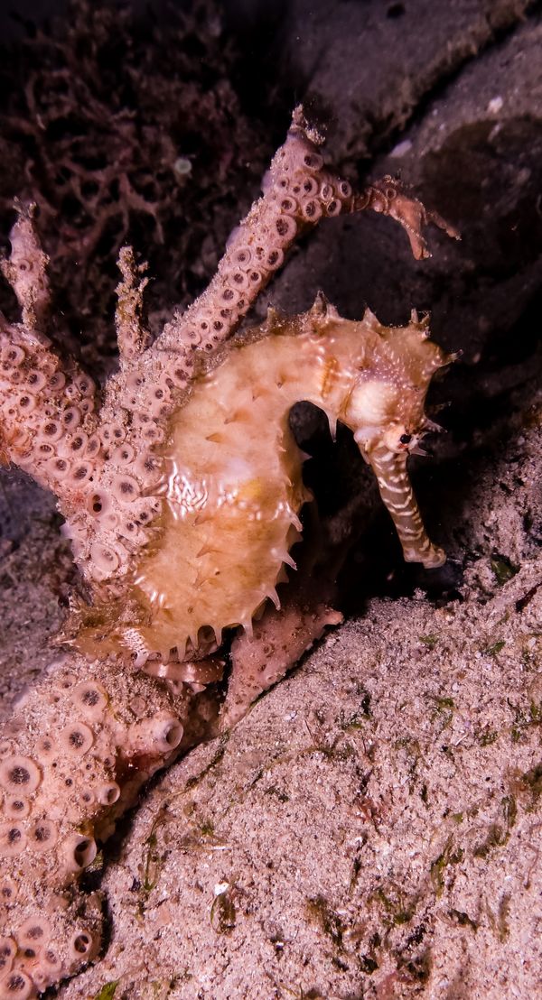 Spiny Seahorse - Puerto Galera - 10 June 2025 - Dive 3