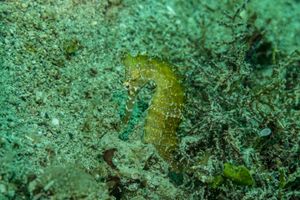 Spiny Seahorse