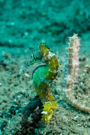 Spiny Seahorse